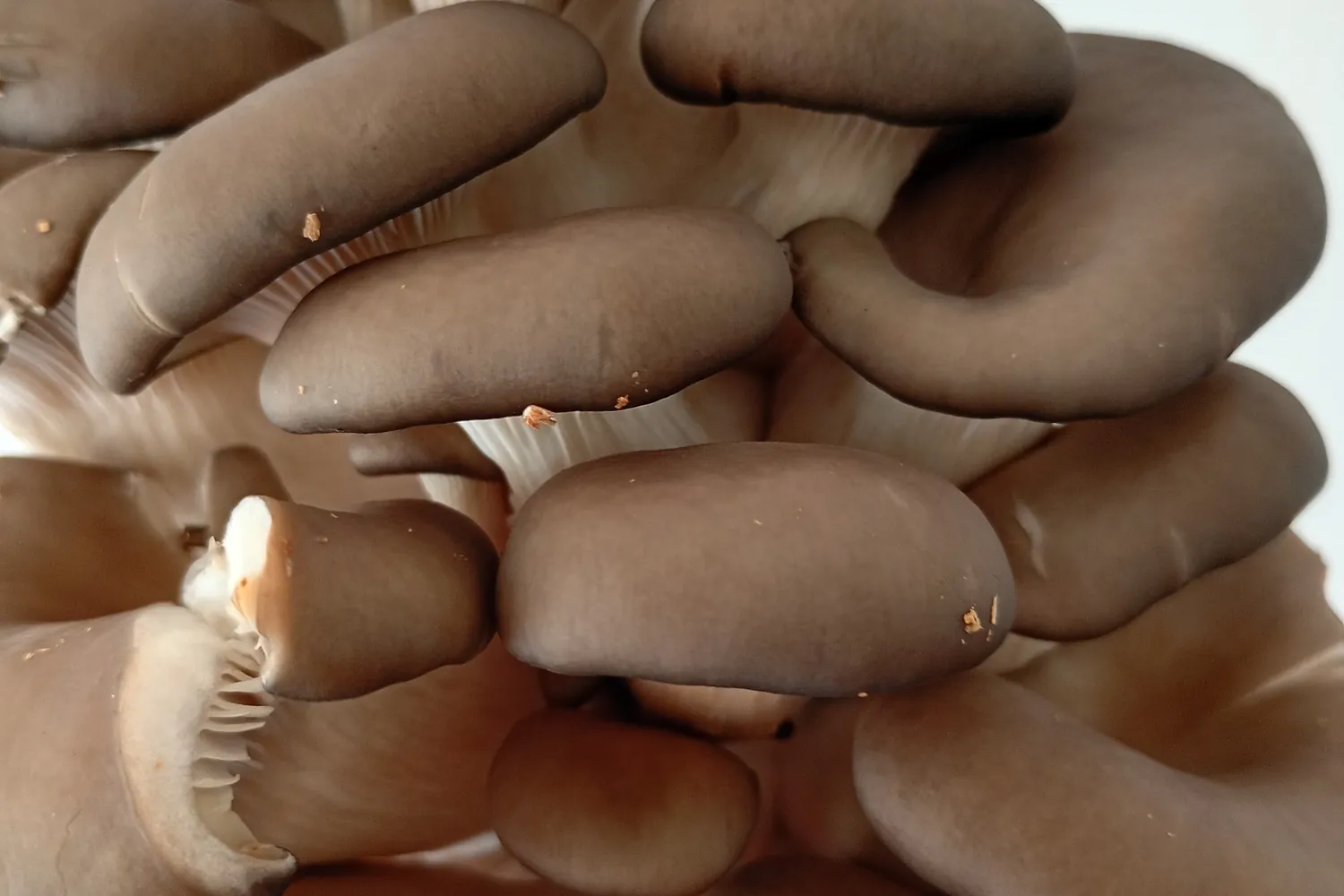 Gírgolas frescas, el relleno de los raviolones de hongos
